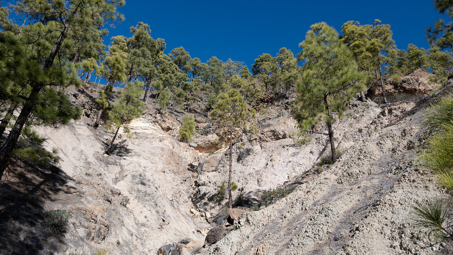Erodierte Schlucht im Kiefernwald, Pilancones-Naturpark.