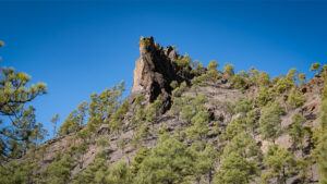 Eine schlanke Basaltspitze ragt aus dem Kiefernwald des Parque Natural de Pilancones.