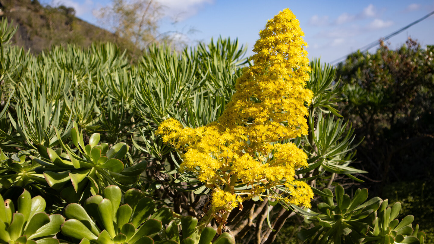 Gelbe Aeoniumblüte am Wanderweg – diese endemische Hauswurz-Art ist typisch für die Vulkanhänge Gran Canarias.