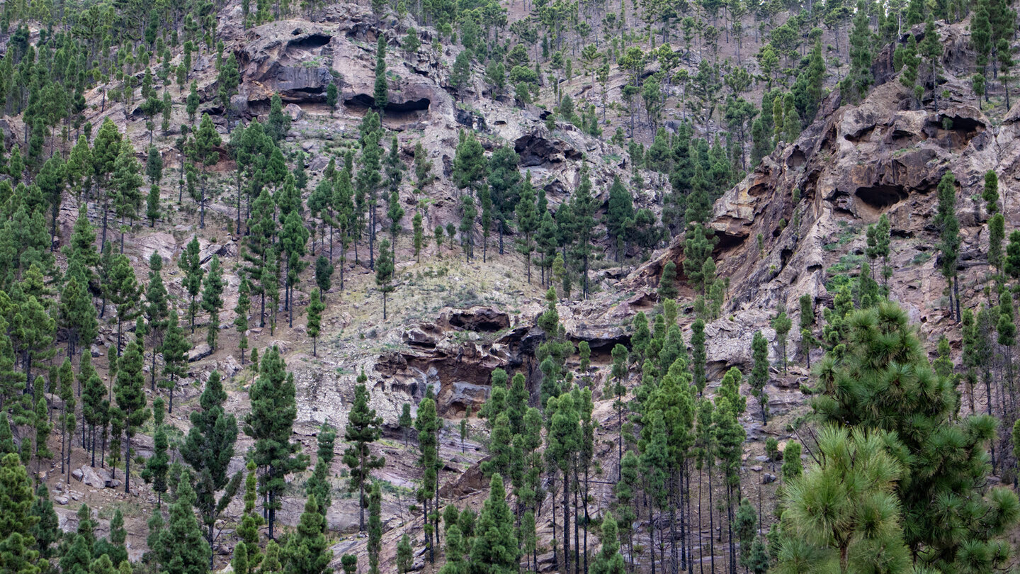 Die Felsbögen am Barranco de la Hoya del Laurel entstanden durch jahrtausendelange Erosion des vulkanischen Gesteins.