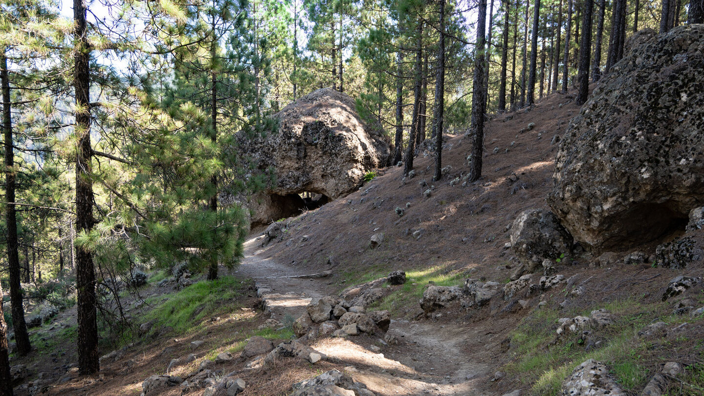 Vereinzelte Findlinge liegen im Schatten des Kiefernwaldes am Wanderweg S-70