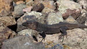Die Kanareneidechse ist eine endemische Reptilienart der Kanarischen Inseln und häufig auf Gran Canaria zu beobachten.