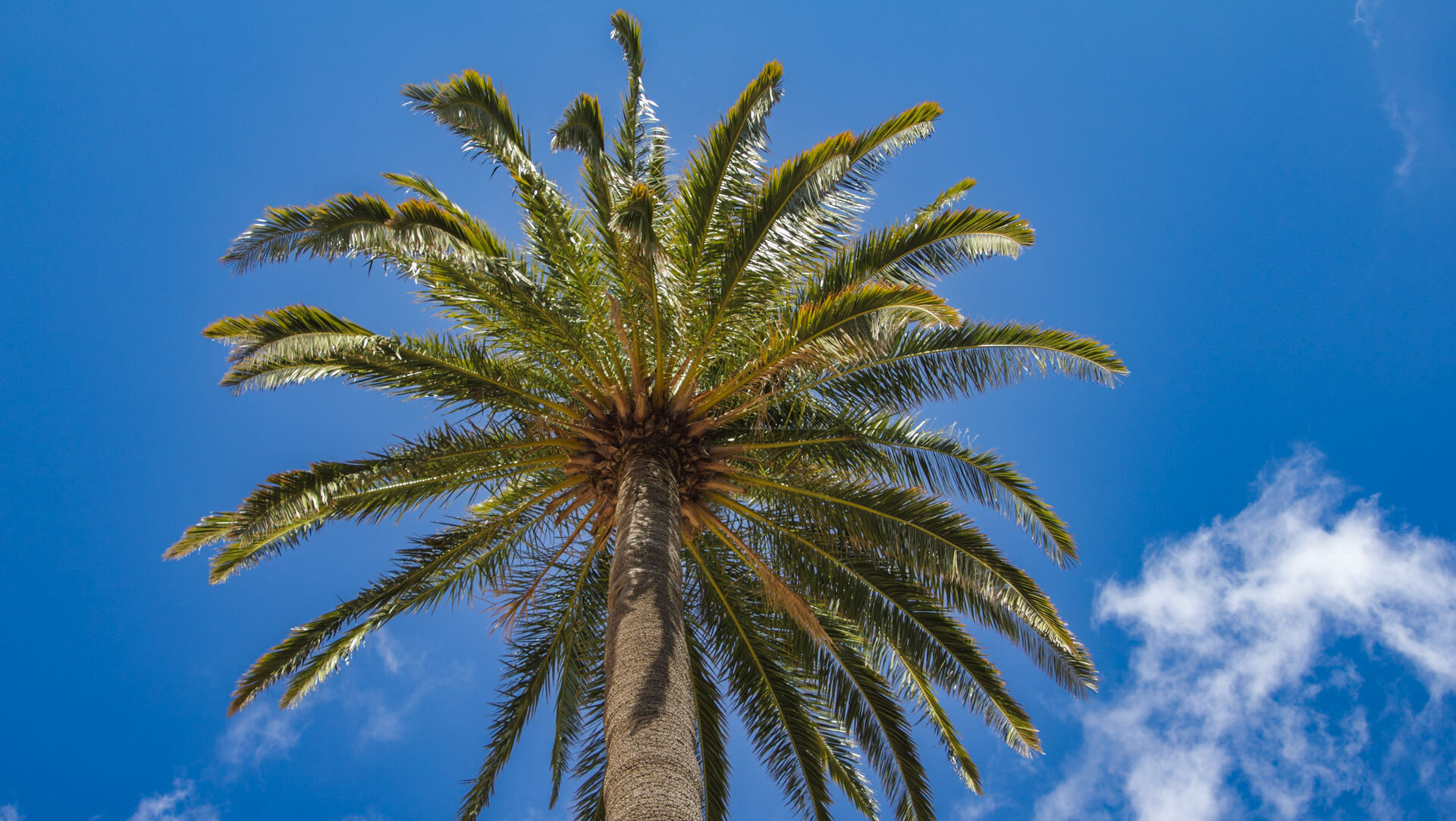 Mit ihrer mächtigen Krone prägt die Kanarische Palme das Landschaftsbild.