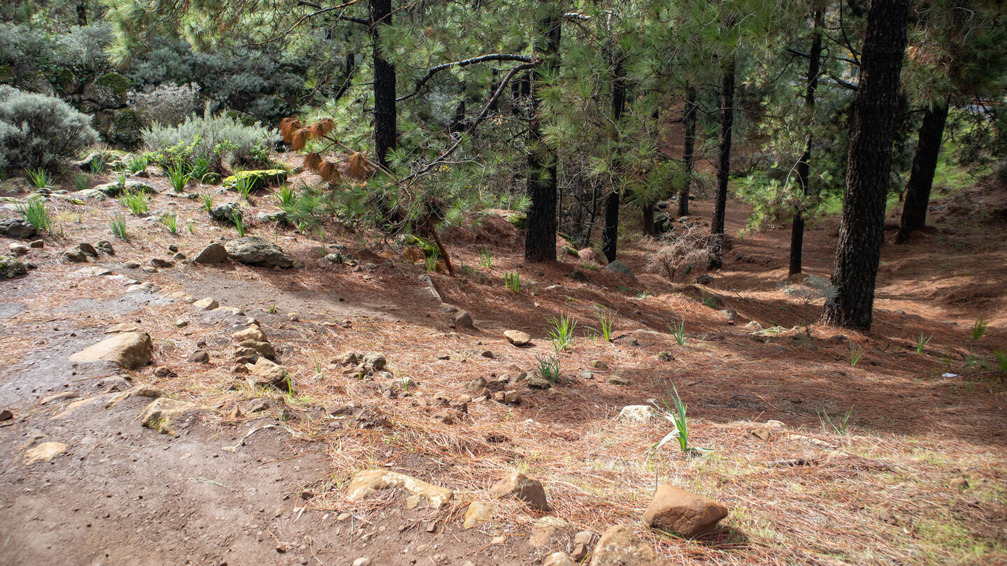 Die Route startet im Kiefernwald beim Barranco de los Hornos.