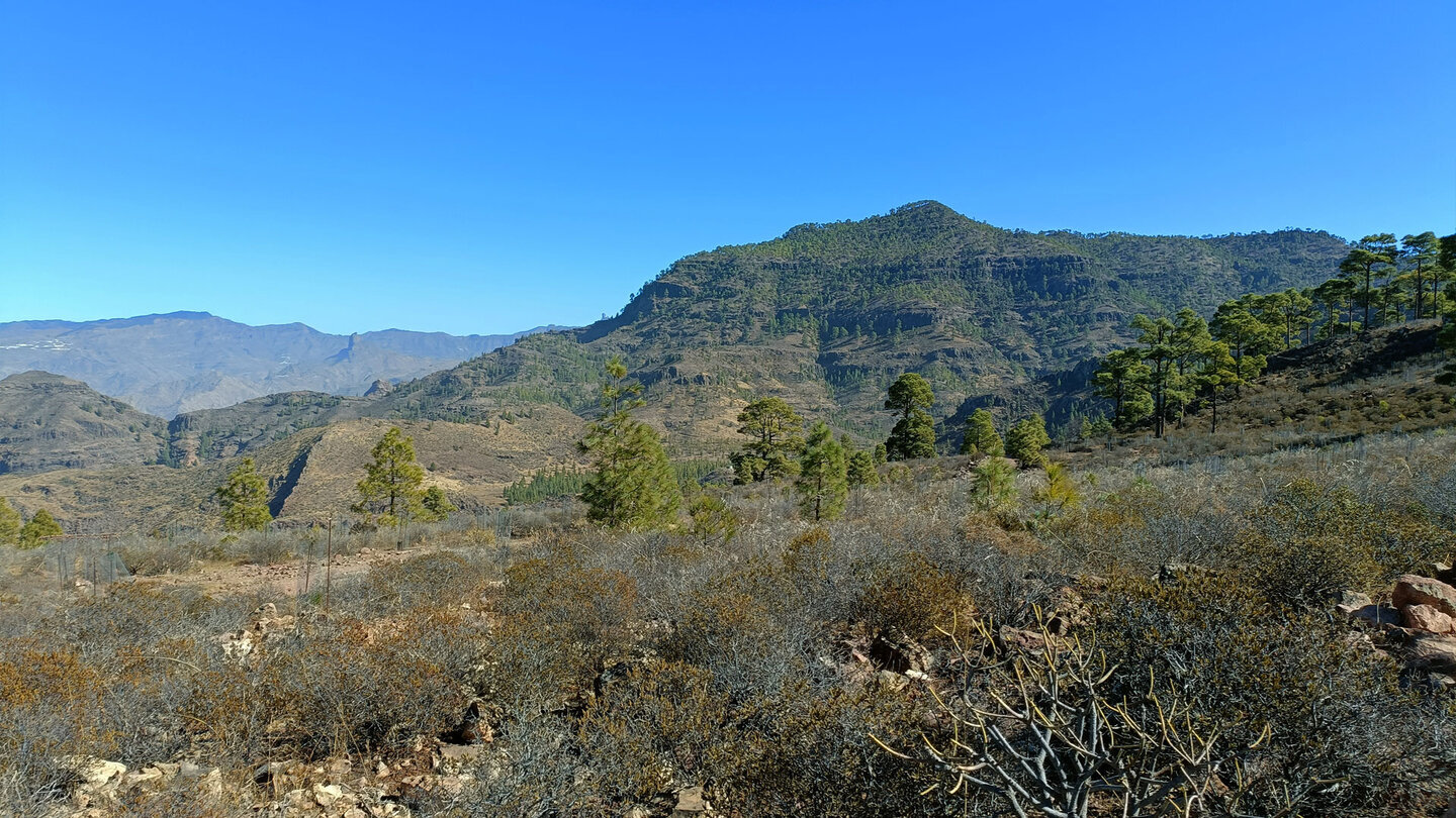 Lichter Kiefernwald durchzieht die Gebirgsrücken Gran Canarias und prägt das Landschaftsbild vieler Bergregionen der Insel.