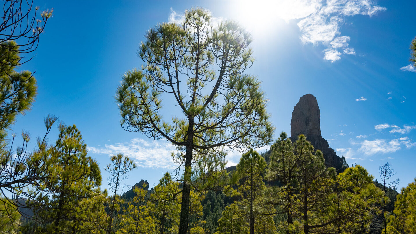 Durch die Kiefern hindurch schiebt sich der Roque Nublo ins Bild