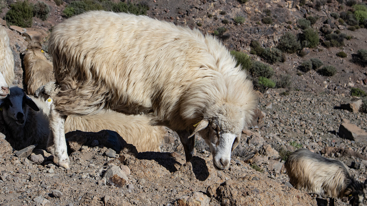 Die Presa de las Niñas liegt eingebettet in die Berglandschaft im Inneren Gran Canarias.