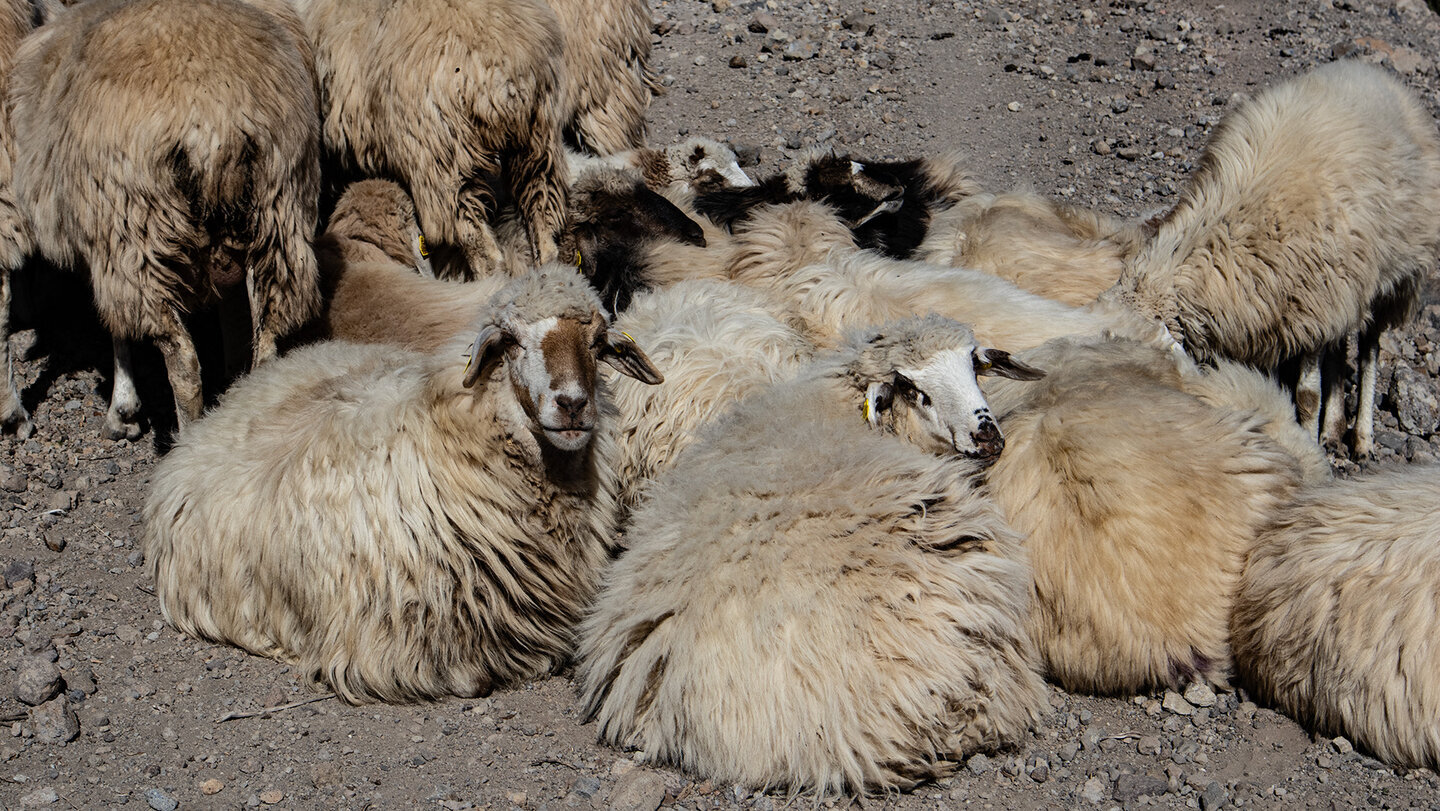 Schafe weiden entlang des Wanderwegs in der Bergland Gran Canarias.