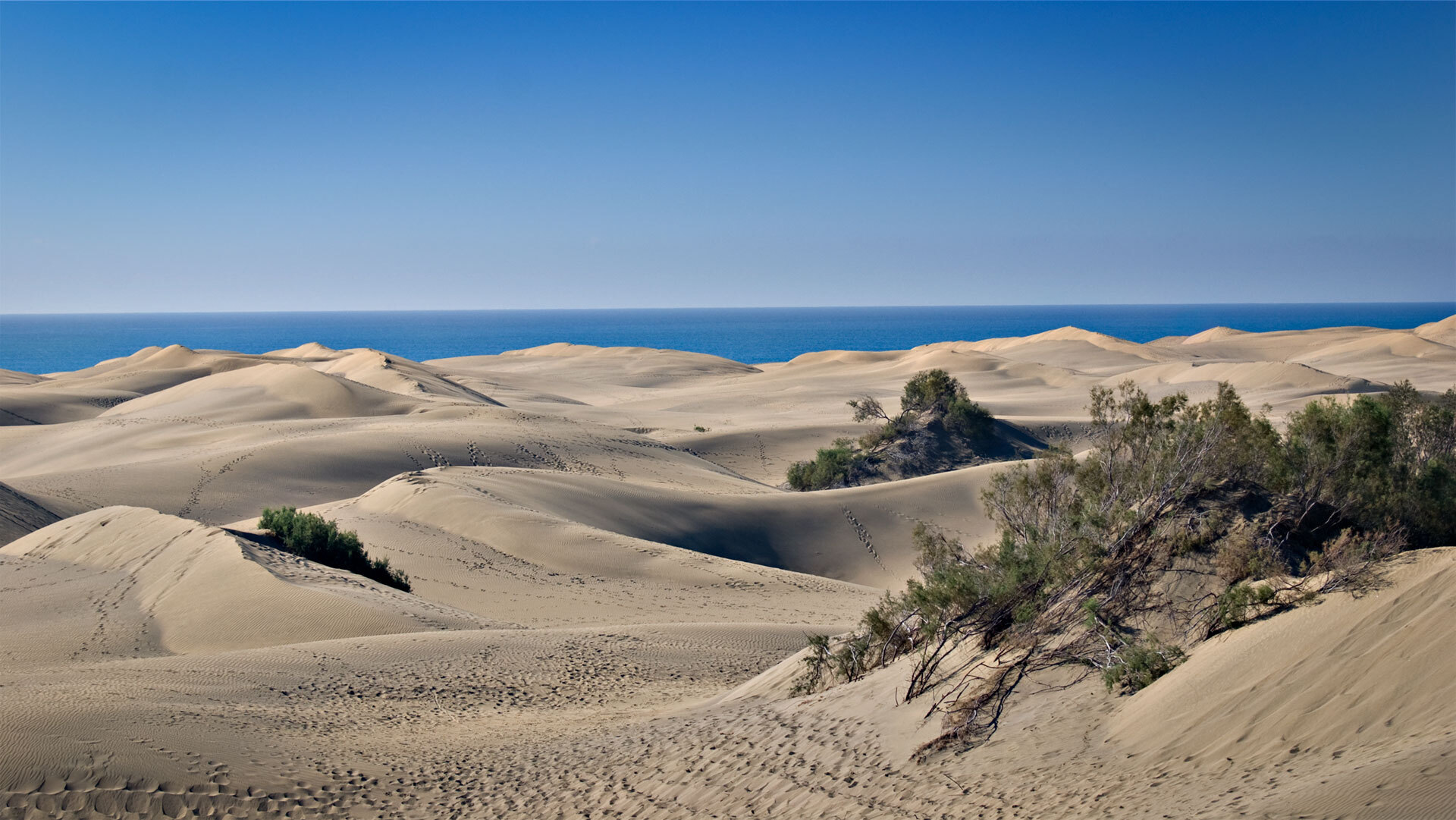 Vereinzelte Büsche behaupten sich in den Dünen von Maspalomas – zähe Überlebenskünstler zwischen Sand und Wind.