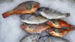 Die Vieja, der Papageienfisch, zählt zu den beliebtesten Speisefischen der Kanaren