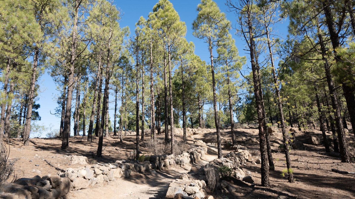 Alte Steinmauern säumen den Wanderweg durch lichten Kiefernwald
