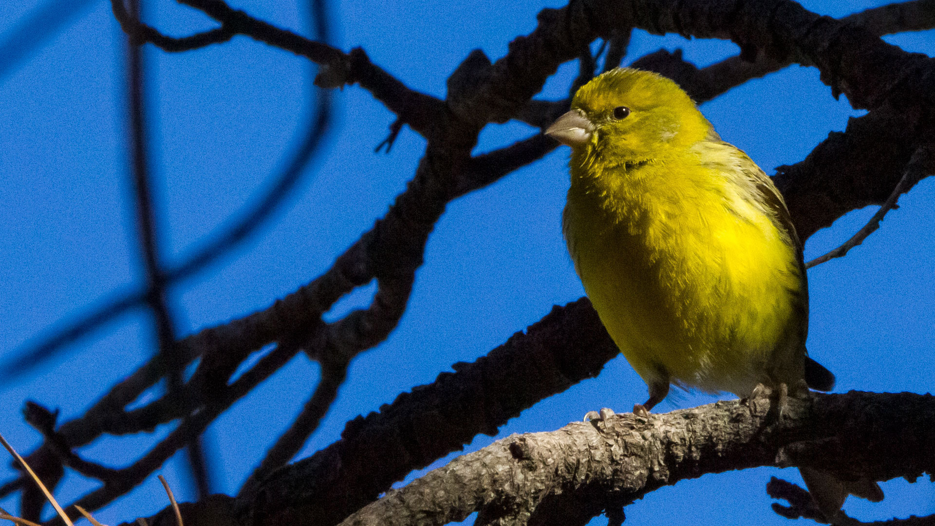 Der Kanarengirlitz, auch Wildkanarienvogel genannt, ist ein kleiner endemischer Finkenvogel der Kanarischen Inseln.