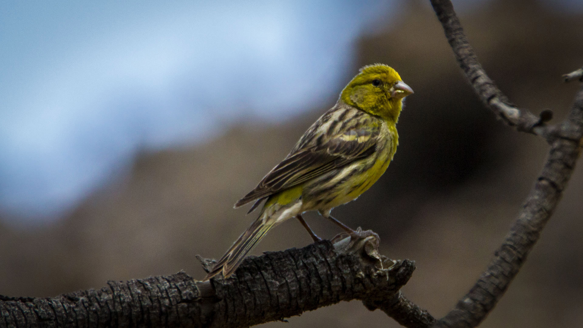 Der Kanarengirlitz ist ein kleiner, endemischer Finkenvogel der Kanarischen Inseln.