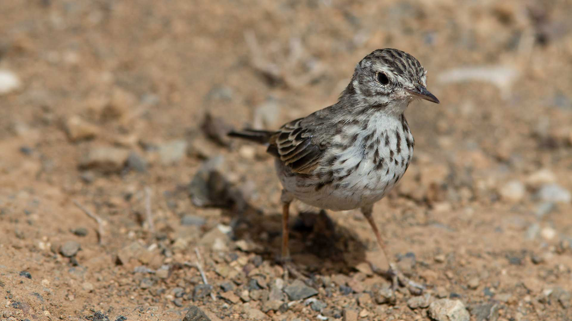Der Kanarenpieper ist ein endemischer Singvogel, der im Naturpark Tamadaba vorkommt.