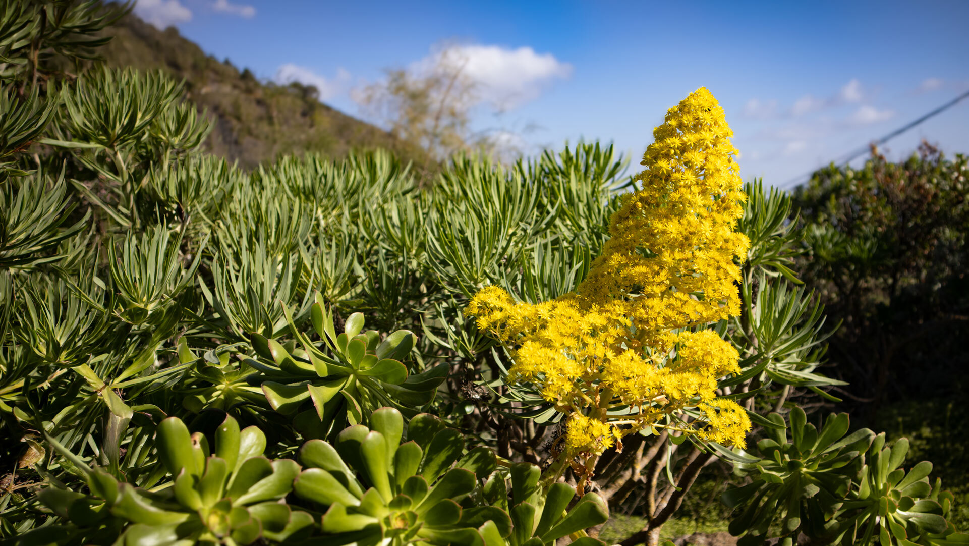 Gelb blühendes Aeonium und Wolfsmilchgewächse säumen die Caldera de Bandama
