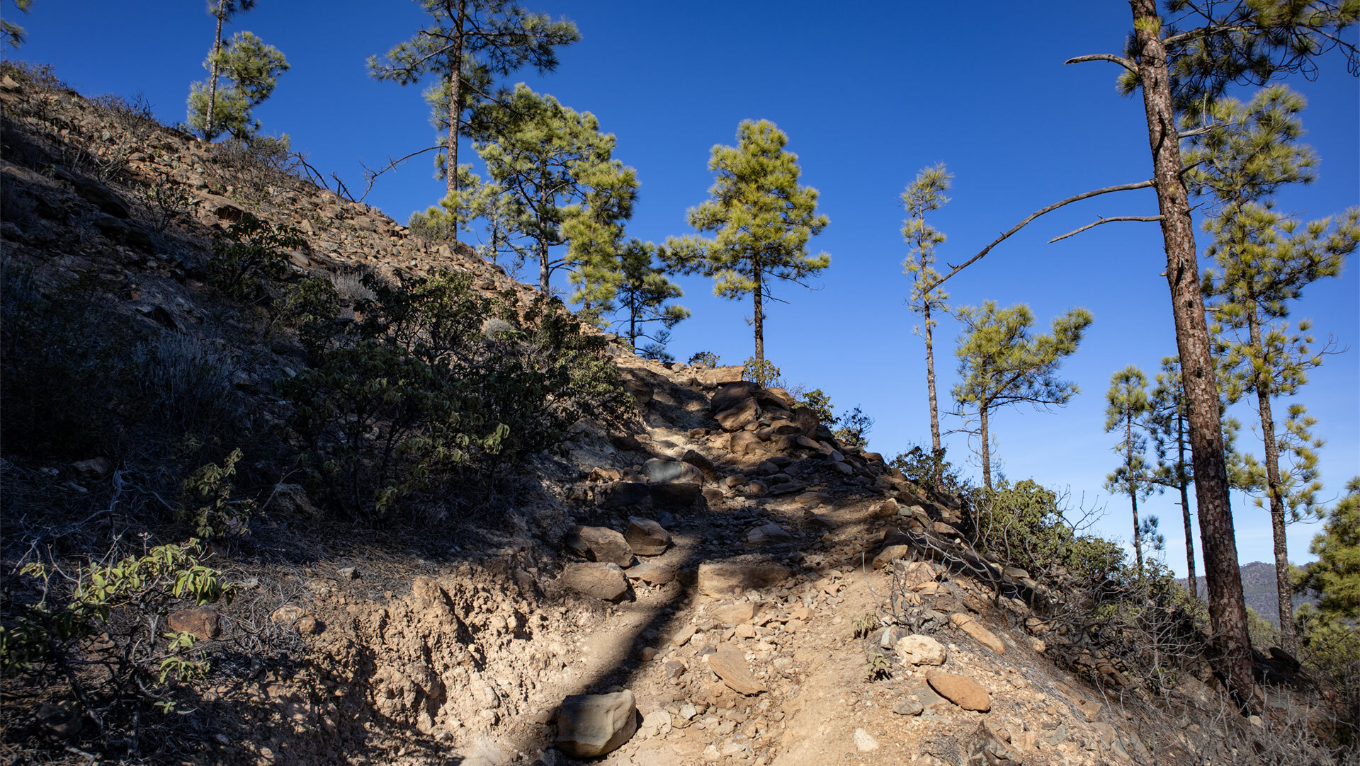 Der Wanderpfad zum Montaña de Tauro führt durch stille Kiefernwälder.