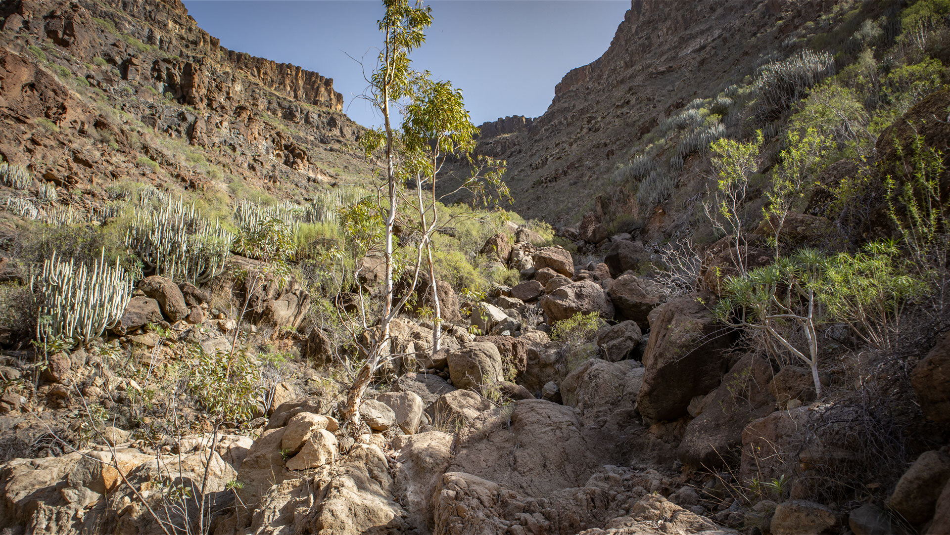 Roque Nublo und Rana erheben sich oberhalb des Risco La Fogalera.