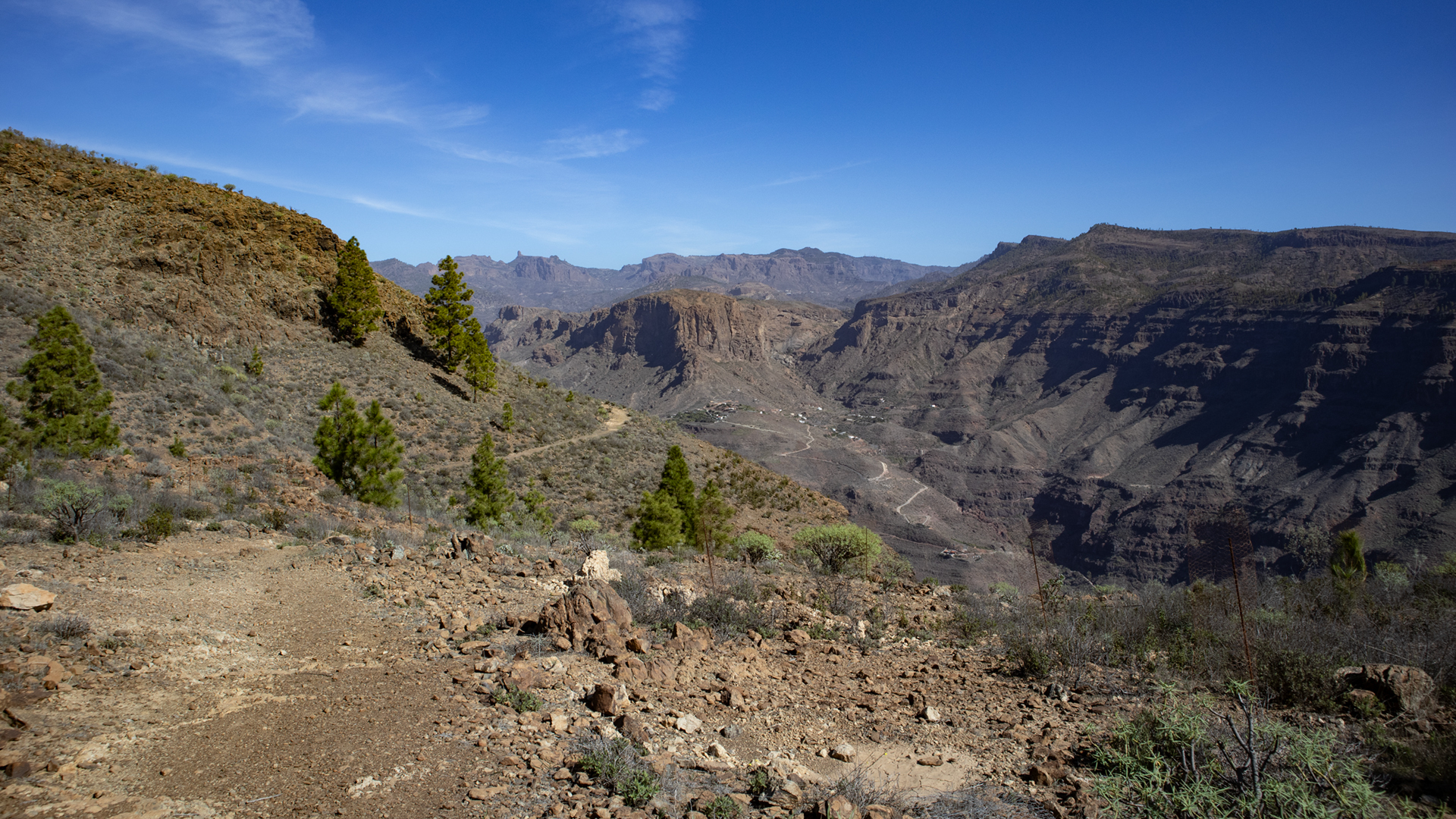 Kanaren-Wolfsmilch und Feigenkakteen sind typische Vertreter der trockenresistenten Vegetation Gran Canarias.
