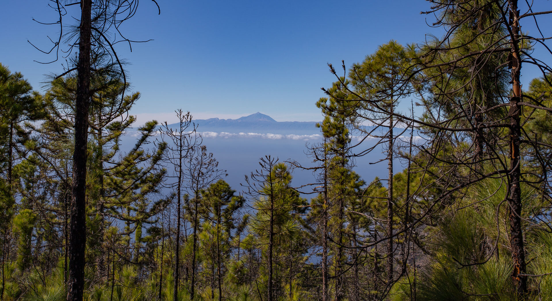 Der Naturpark Tamadaba bietet großartige Ausblicke auf Teneriffa.
