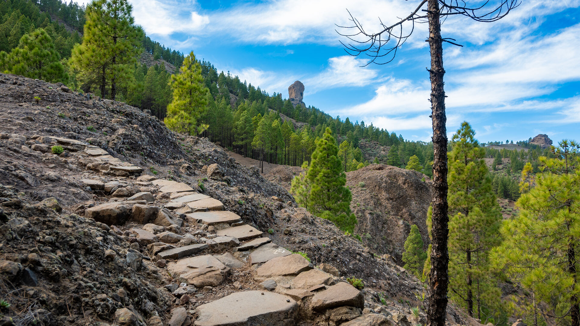 Fast allgegenwärtig begleitet der Roque Nublo den Wanderweg S-70