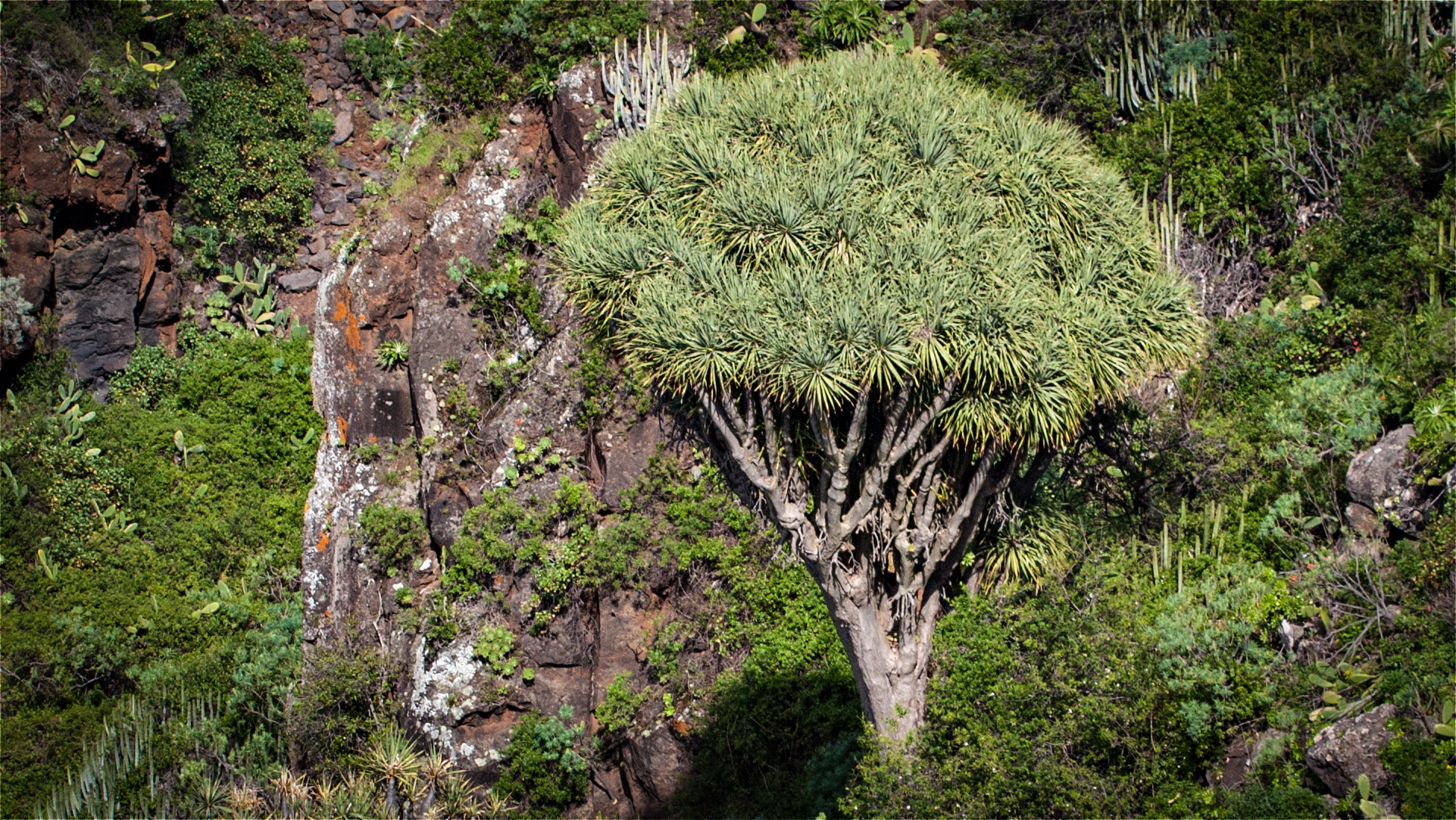 Der Drachenbaum ist eine charakteristische Pflanzenart der Kanarischen Inseln und kann mehrere Jahrhunderte alt werden.