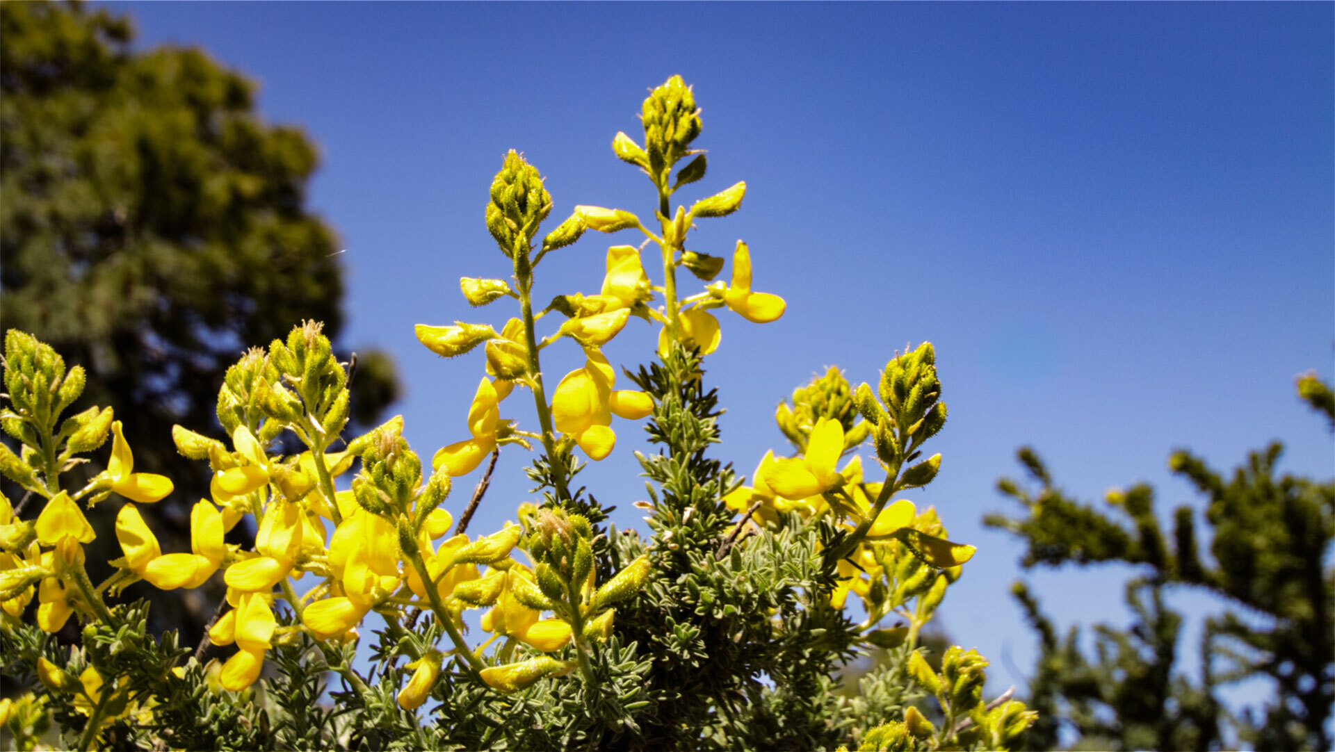 Kanarische Drüsenginster (Adenocarpus foliolosus, auf den Inseln Codeso genannt)