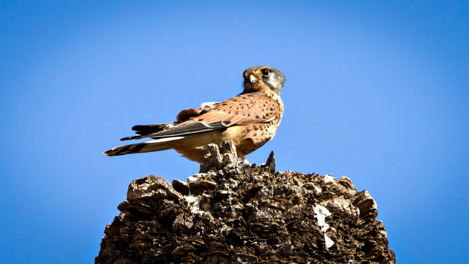 Der Turmfalke (Falco tinnunculus canariensis) ist einer der häufigsten Greifvögel auf Gran Canaria.