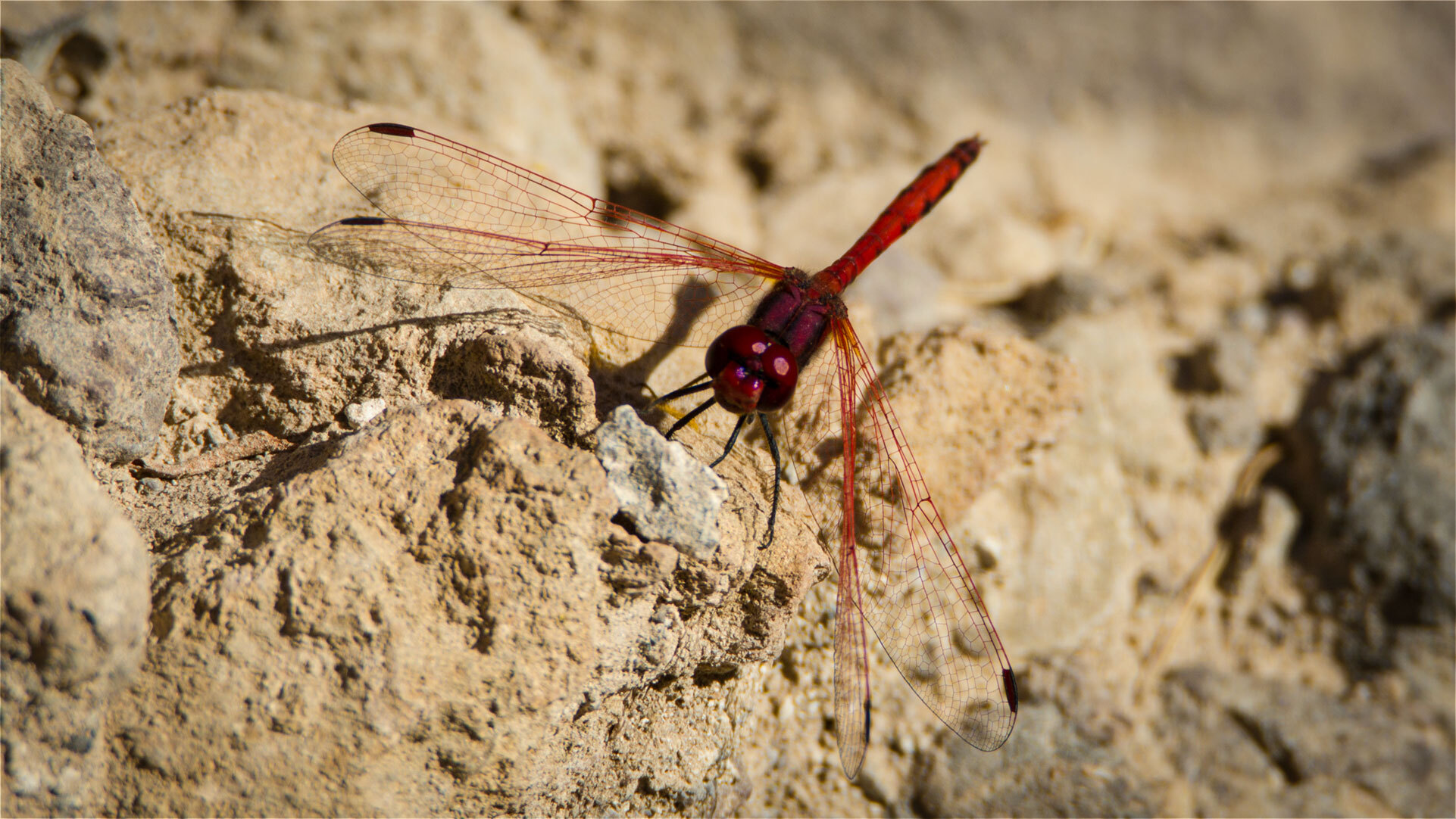 Die Feuerlibelle (Crocothemis erythraea) ist eine der auffälligsten Libellenarten auf Gran Canaria.