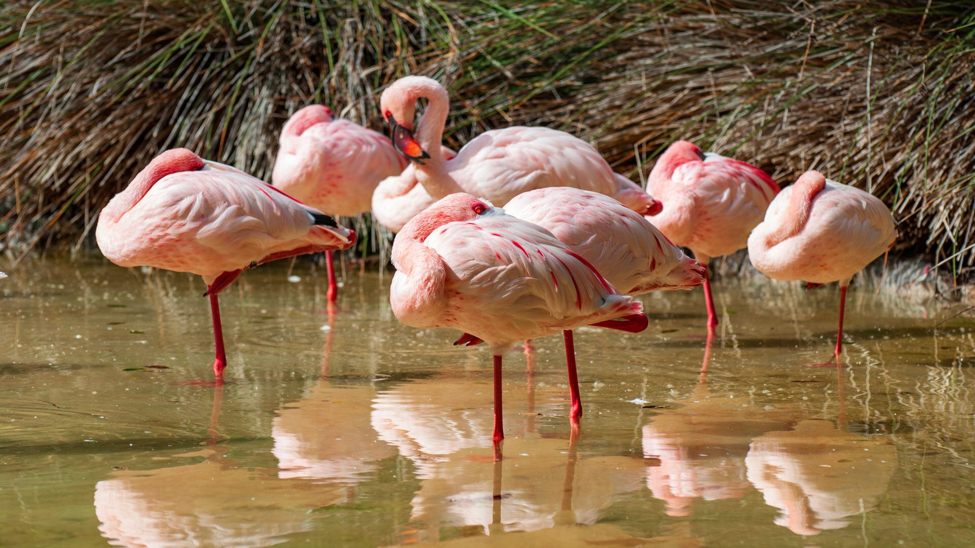 Flamingos und eine vielfältige tropische Vogelwelt zählen zu den Attraktionen des Palmitos Park im Süden Gran Canarias.