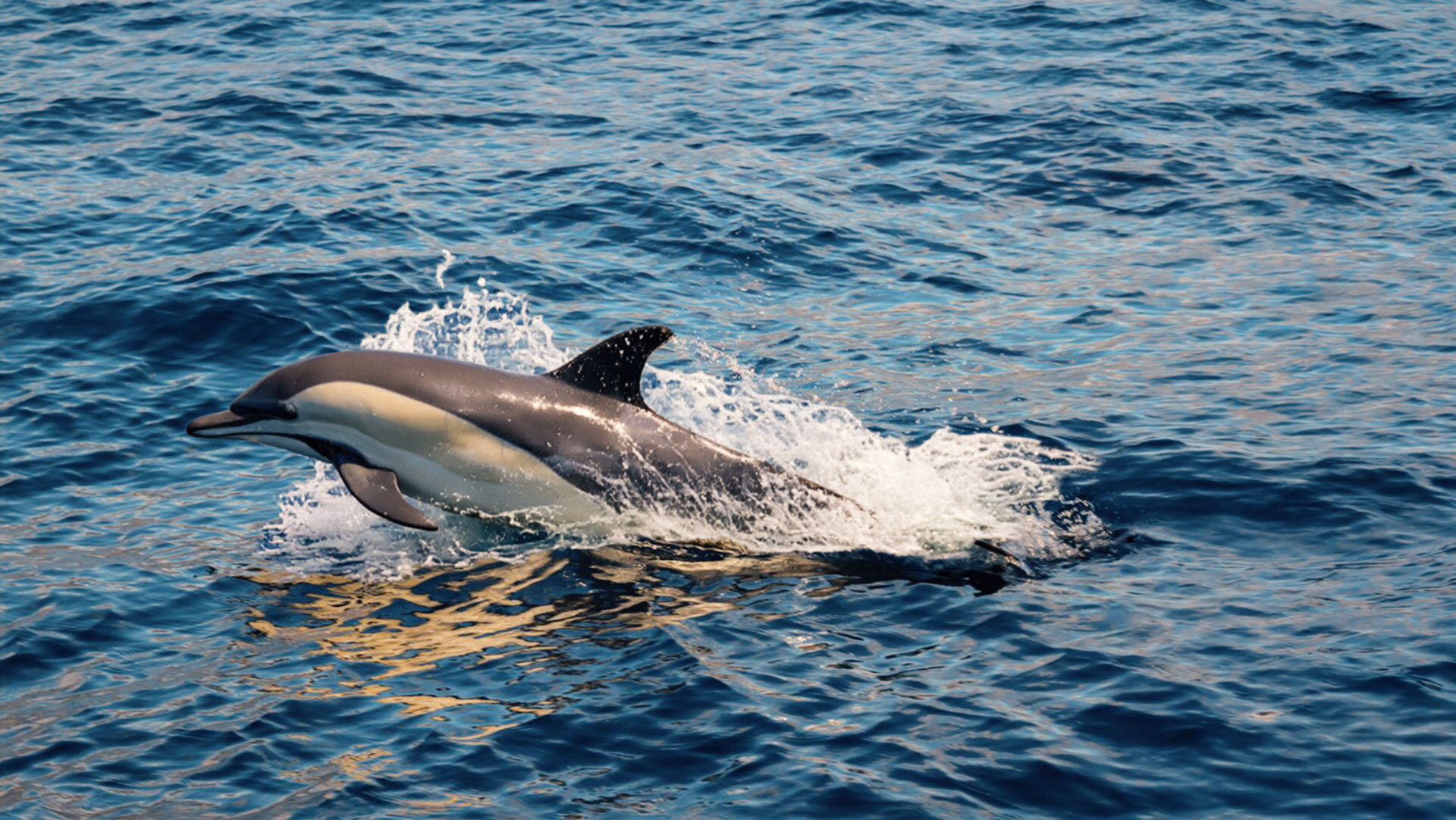Gemeiner Delfin (Delphinus delphis).