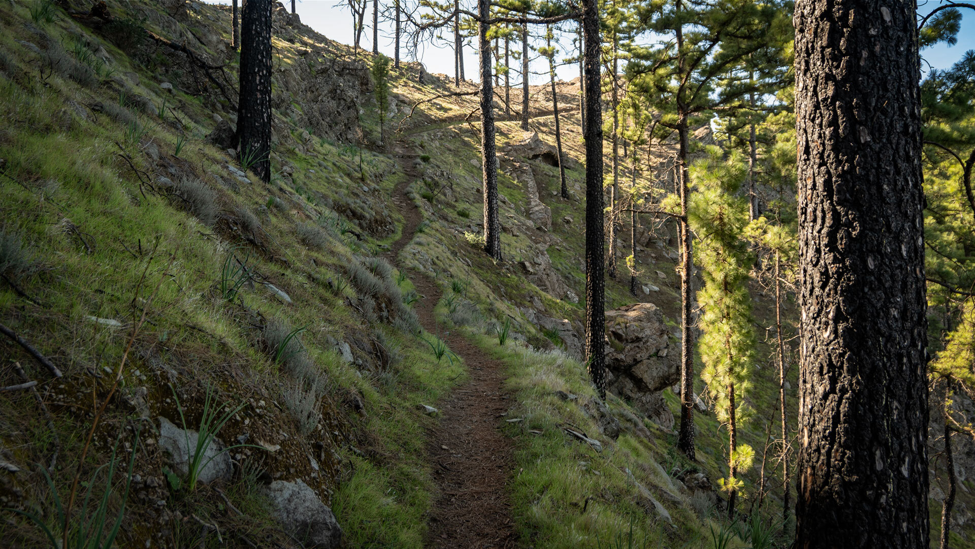 Grüne Gräser säumen im Frühjahr viele Wanderpfade Gran Canarias.
