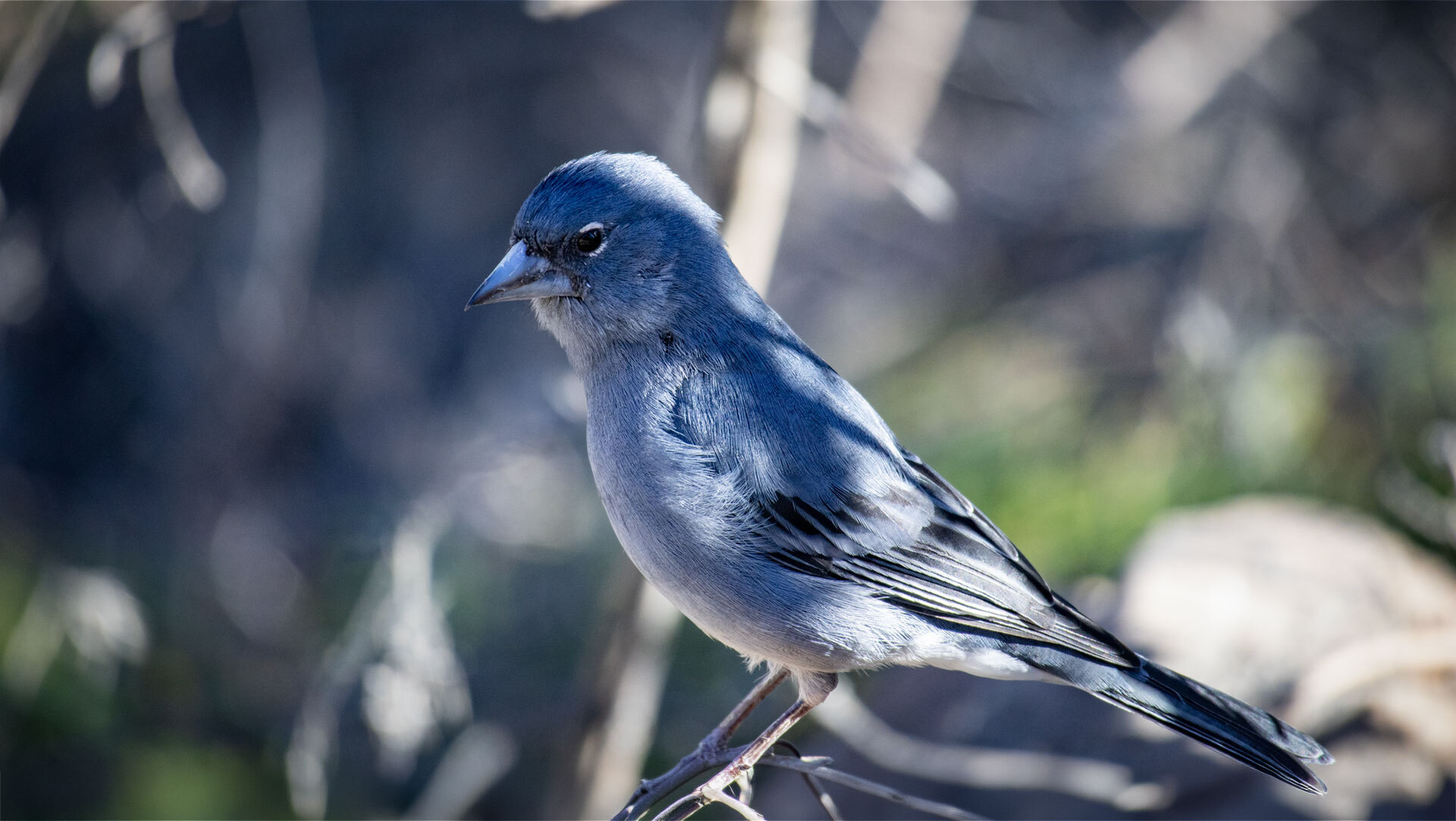 Der Gran-Canaria-Blaufink ist ein endemischer Singvogel, der ausschließlich in den Kiefernwäldern Gran Canarias vorkommt.