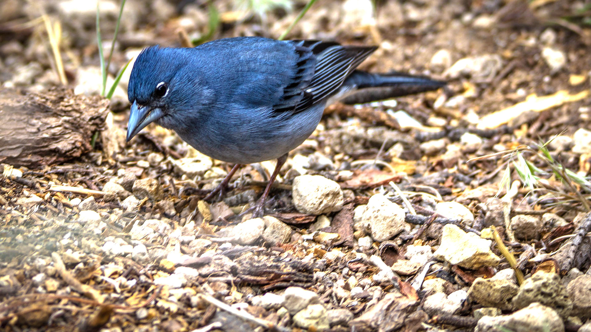 Gran-Canaria-Fink (Fringilla teydea polatzeki)
