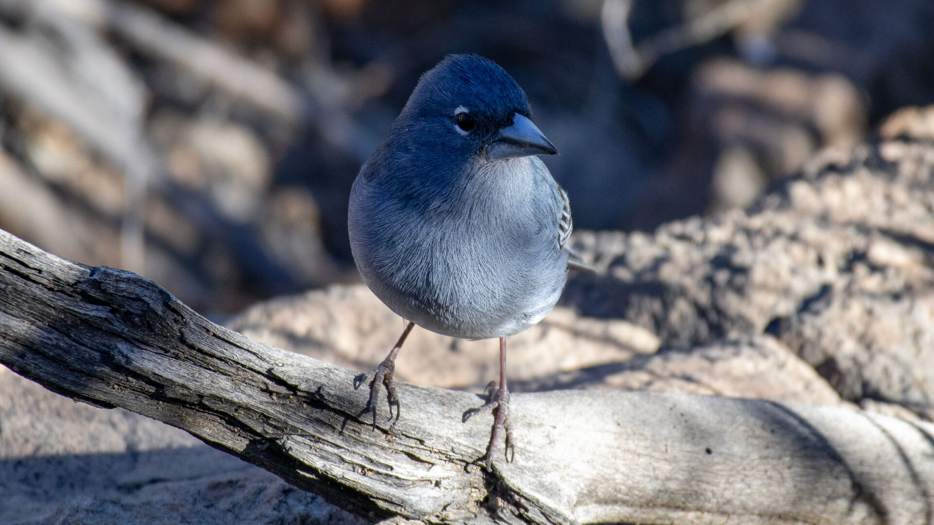 Gran-Canaria-Fink (Fringilla polatzeki)