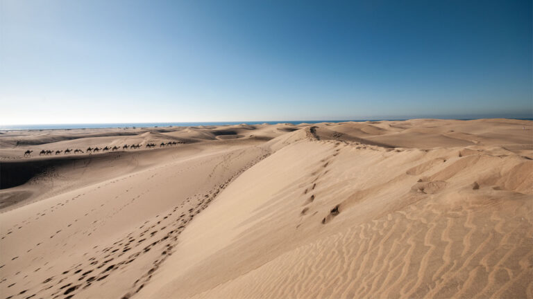 Die Kamelsafari durch die Dunas de Maspalomas ist eine beliebte touristische Attraktion an der Südspitze Gran Canarias.
