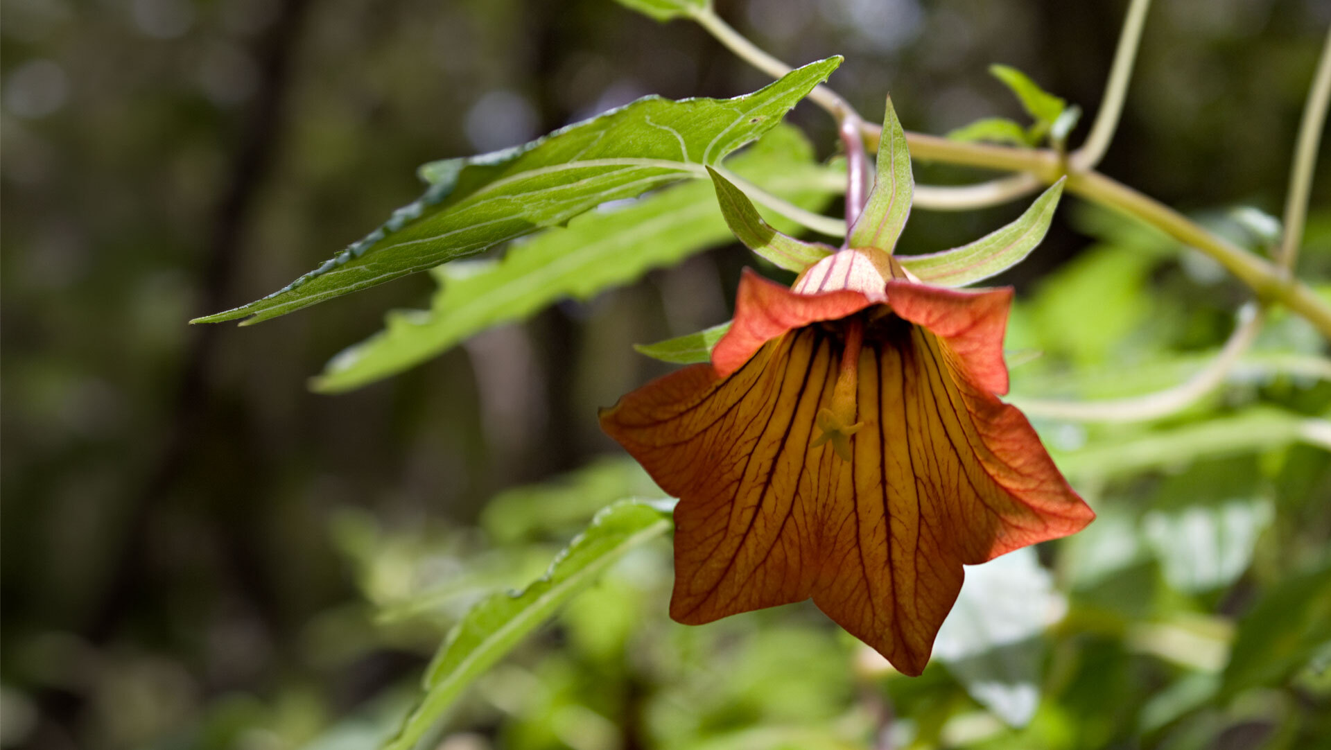 Die Kanarische Glockenblume wächst im Unterholz des Lorbeerwaldes und zählt zu den endemischen Pflanzenarten der Kanaren.