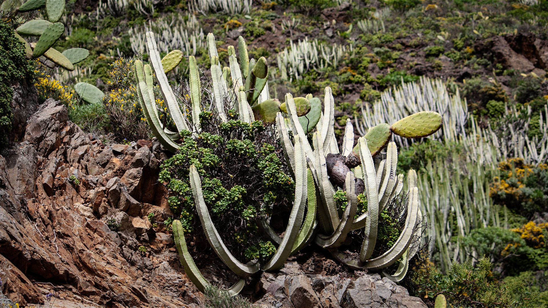 Kanaren-Wolfsmilch und Feigenkakteen sind typische Vertreter der trockenresistenten Vegetation Gran Canarias.