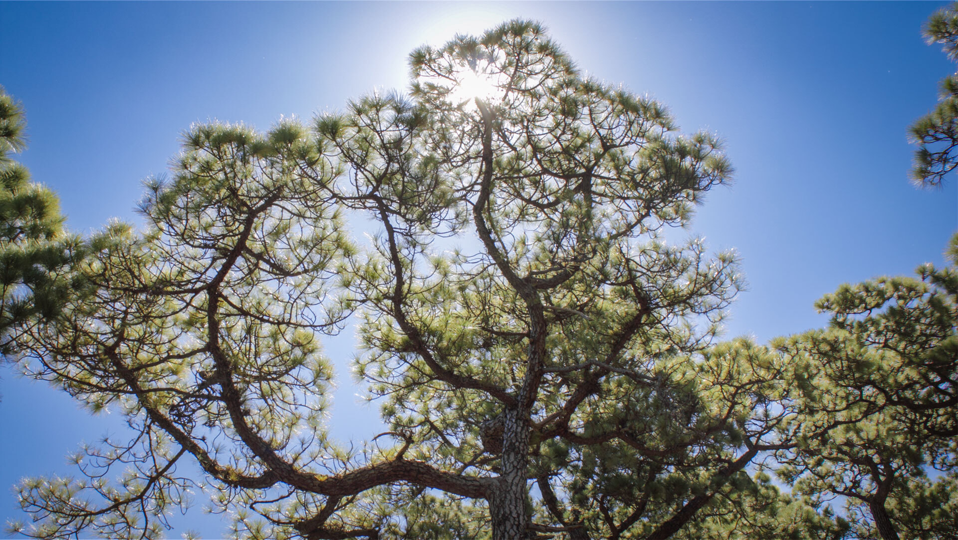 Die Kanarische Kiefer (Pinus canariensis) trotzt Feuer, Trockenheit und Höhenlage – eine der widerstandsfähigsten Kiefernarten der Welt.