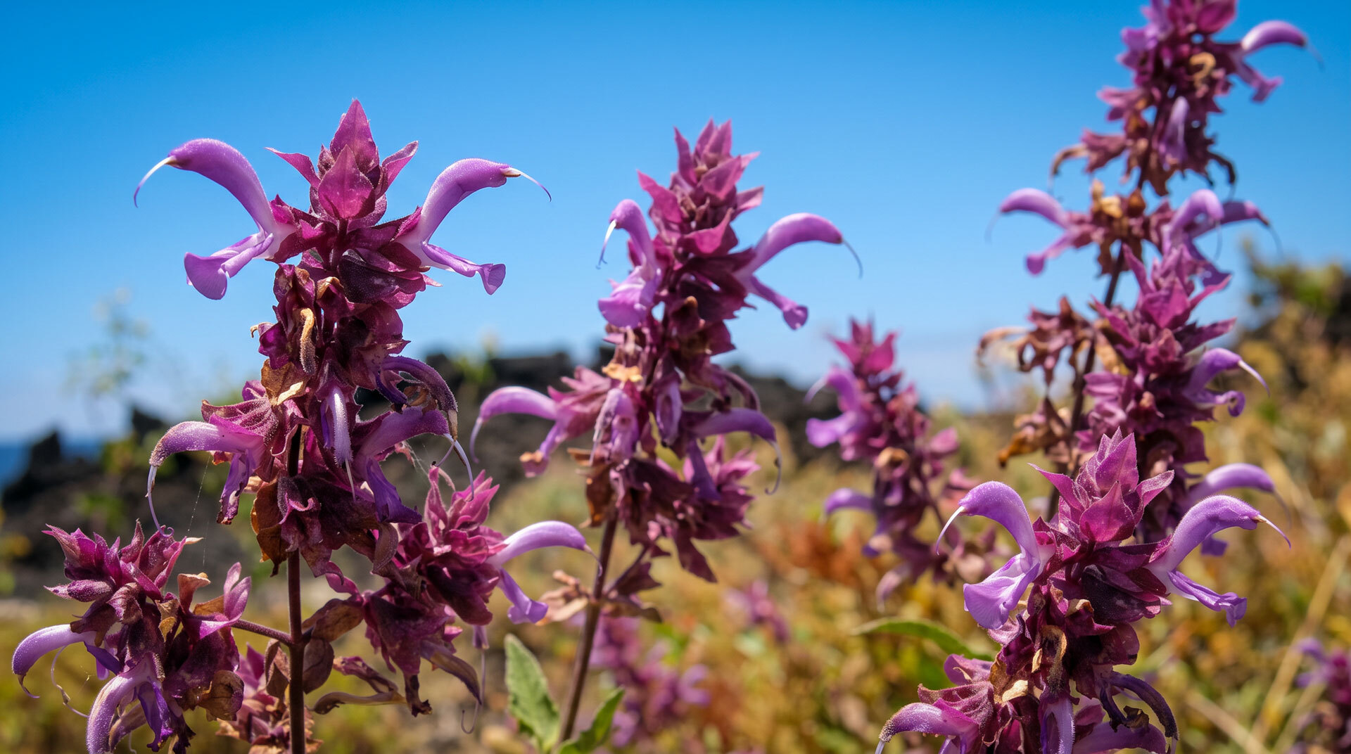 Kanarischer Salbei (Salvia canariensis)