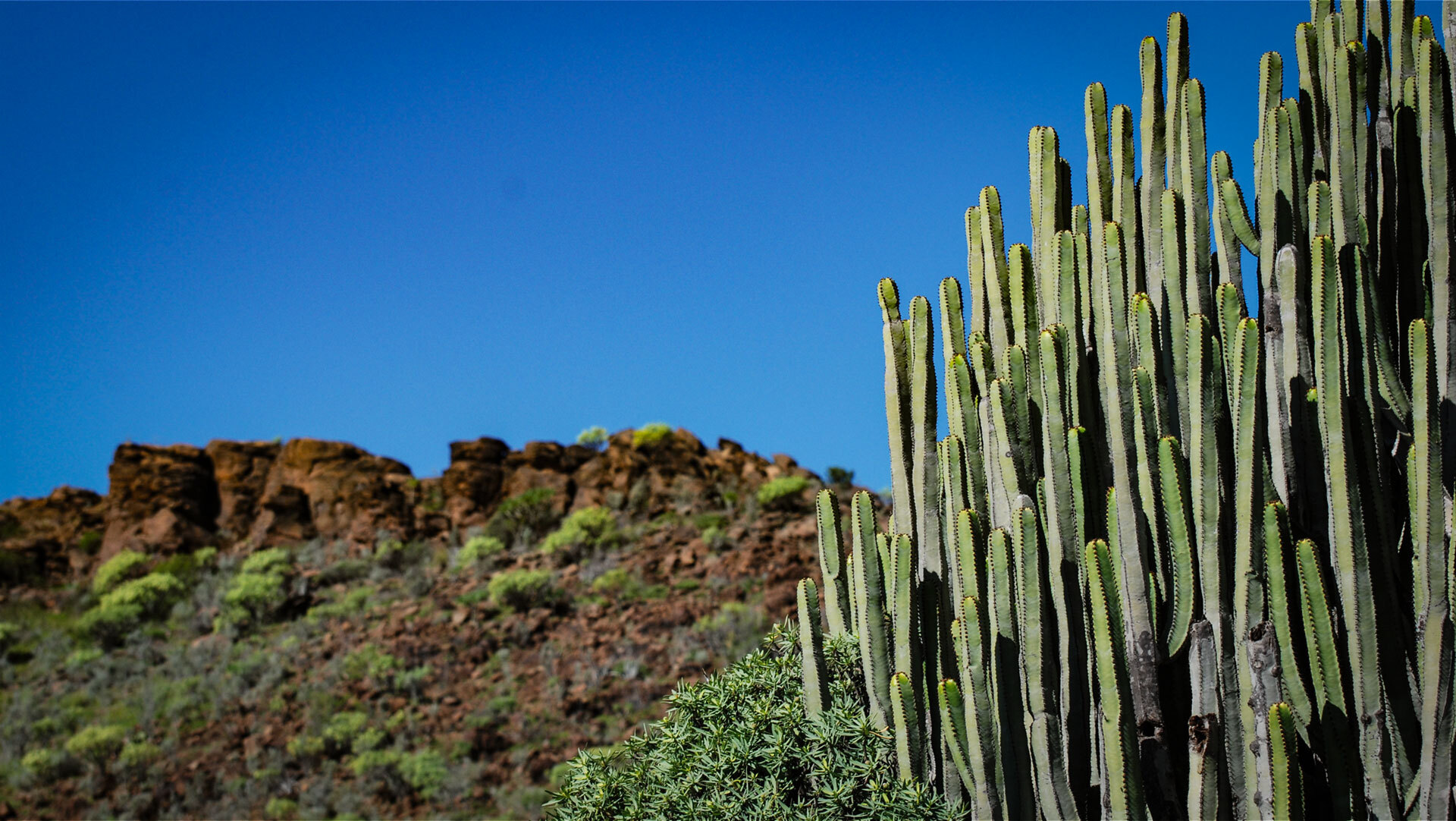 Cardonales, Bestände der Kanaren-Wolfsmilch, prägen das ikonische Bild der Trockenzone Gran Canarias.