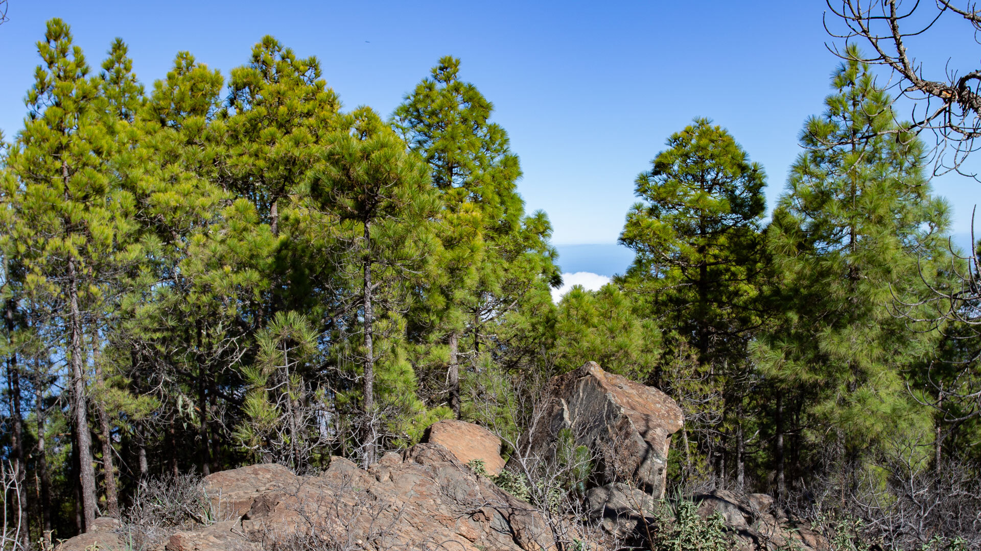 Die Wanderroute durch einen der größten zusammenhängenden Bestände der kanarischen Kiefer auf Gran Canaria.
