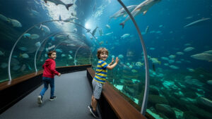 Gran Canaria mit Kindern erleben – das Poema del Mar öffnet eine Welt unter Wasser, die Groß und Klein gleichermaßen begeistert.