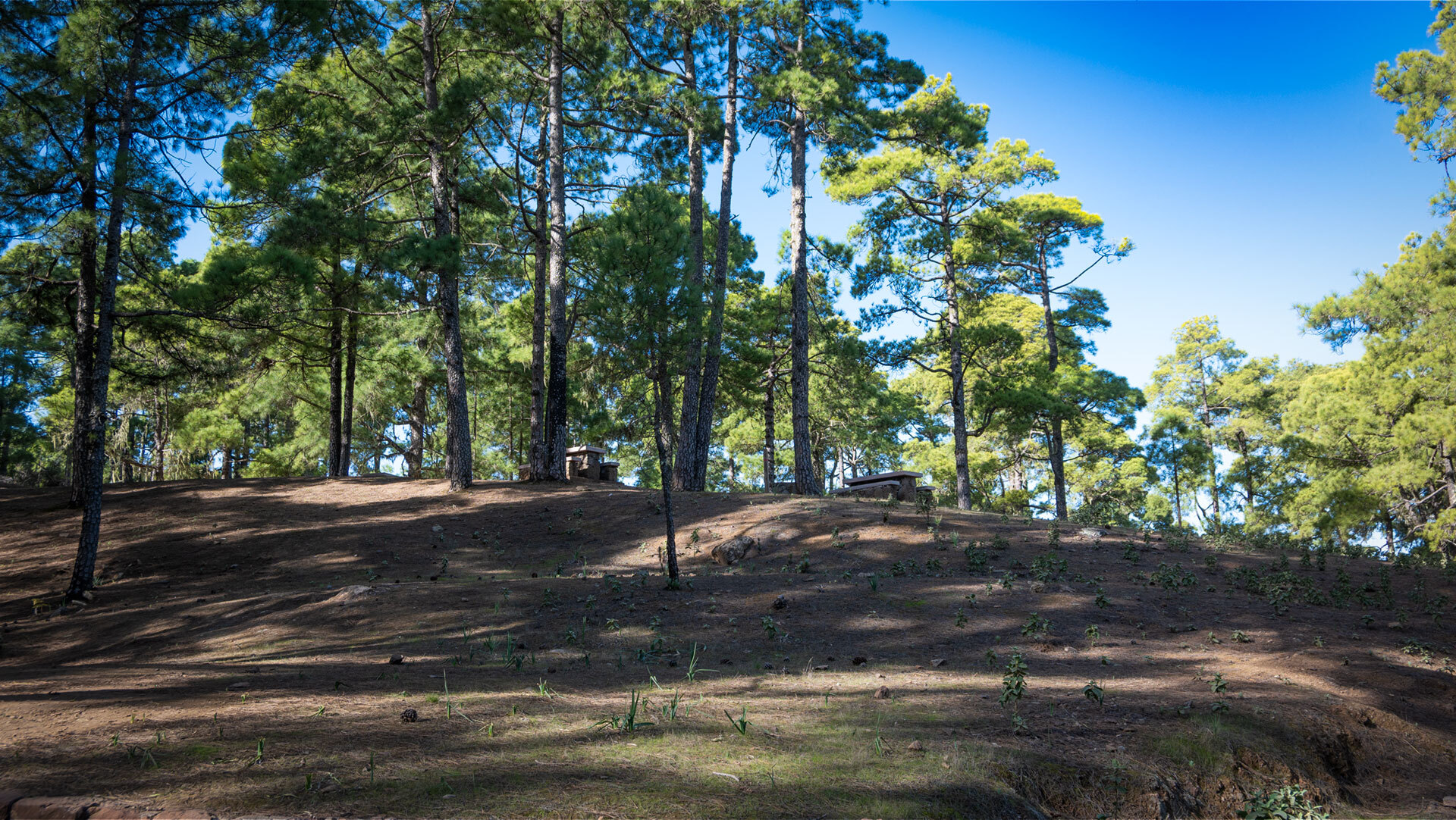 Der Rast- und Campingplatz Llanos de la Mimbre im Kiefernwald des Tamadaba.