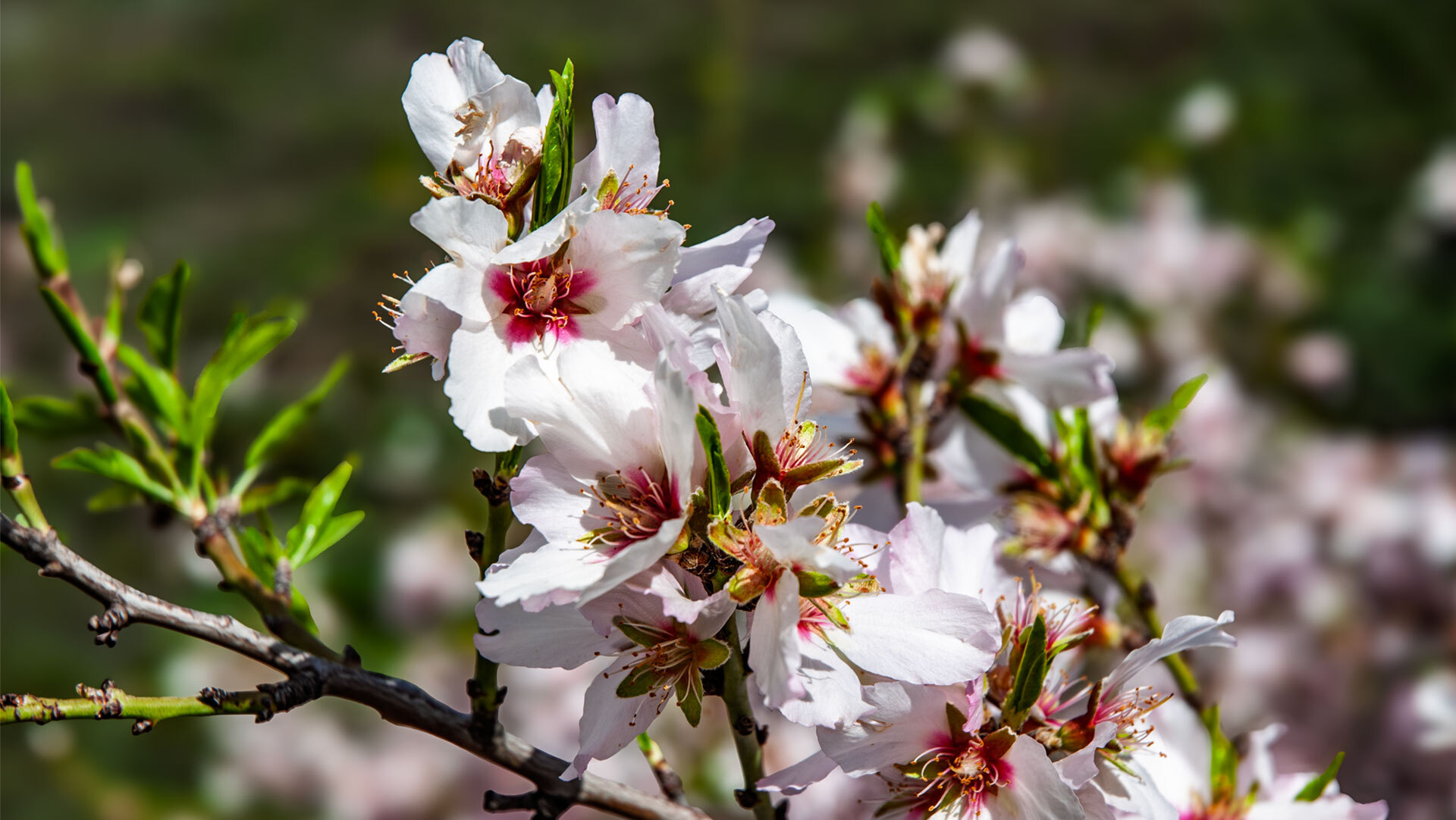 Zartrosa Mandelblüten verwandeln Tejeda im Winter in ein Blütenmeer.