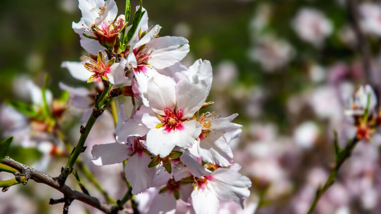 Zur Mandelblüte verwandeln sich die Hänge der Caldera de Tejeda in Weiß und Rosa.