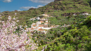 Die Mandelblüte im Januar verwandelt das Bergland in ein Blütenmeer – eine willkommene Flucht aus dem grauen Winter, mitten auf Gran Canaria.