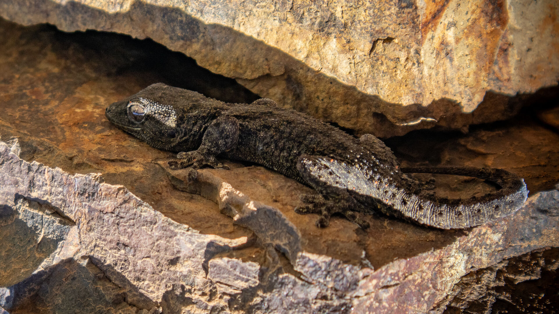 Der Kanarische Mauergecko (Tarentola angustimentalis) ist eine endemische Reptilienart der Kanarischen Inseln und vorwiegend nachtaktiv.