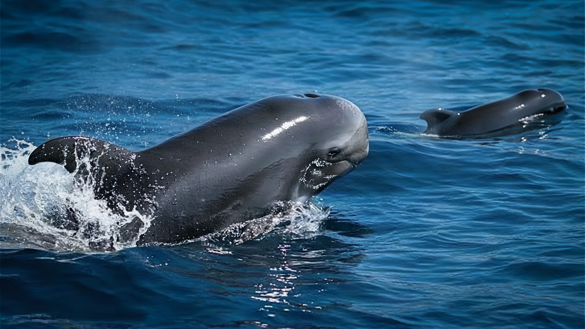 Der Kurzflossen-Grindwal ist häufig bei Whale-Watching-Touren in den Gewässern der Kanarischen Inseln zu beobachten.