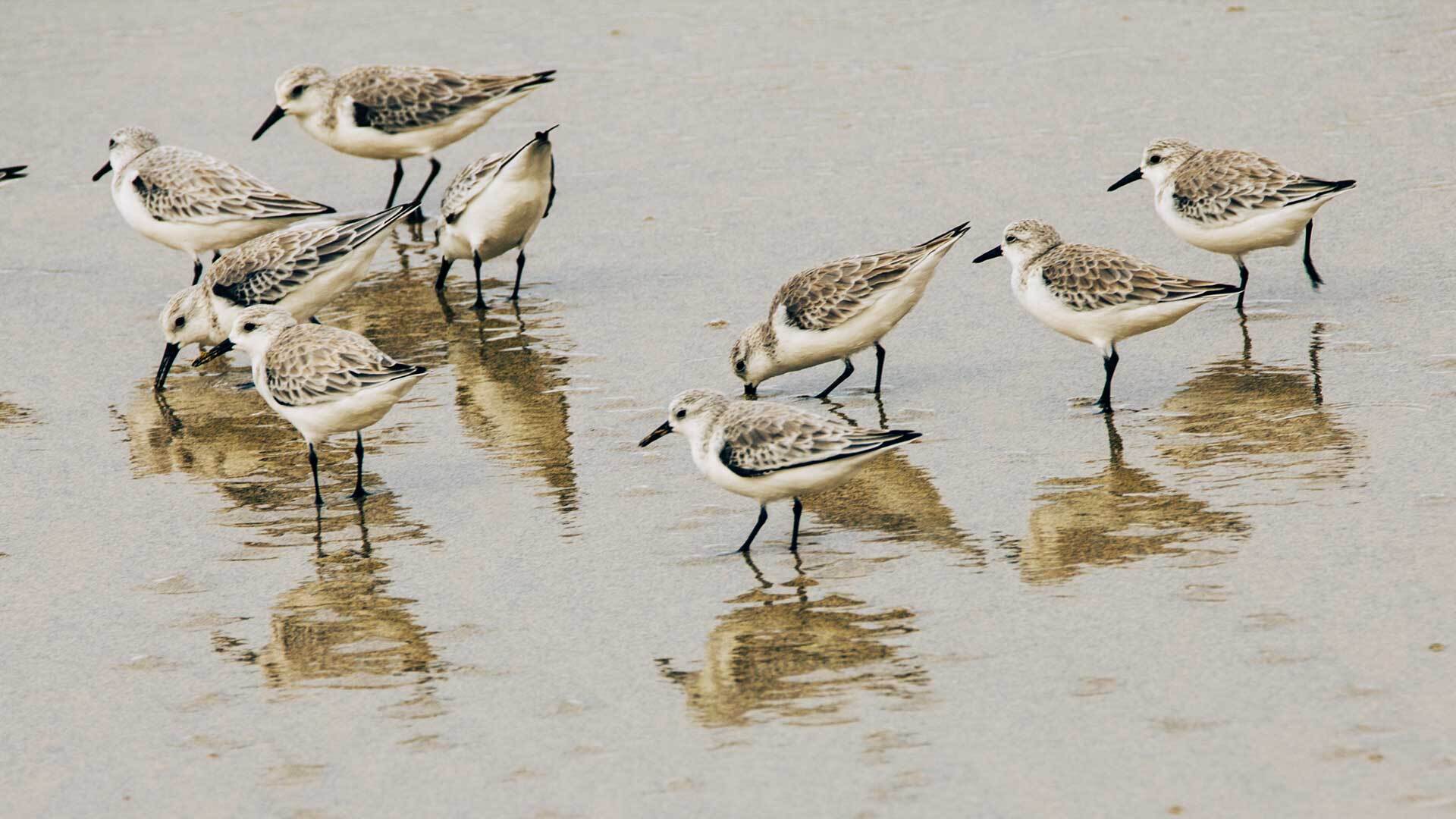 Der Sanderling ist ein kleiner, flinker Strandläufer, der im Winter an den Küsten Gran Canarias nach Nahrung sucht.