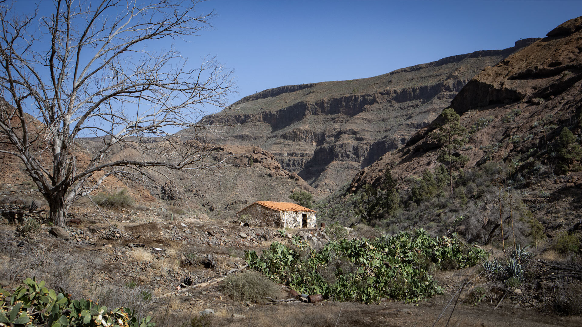 Roque Nublo und Rana erheben sich oberhalb des Risco La Fogalera.
